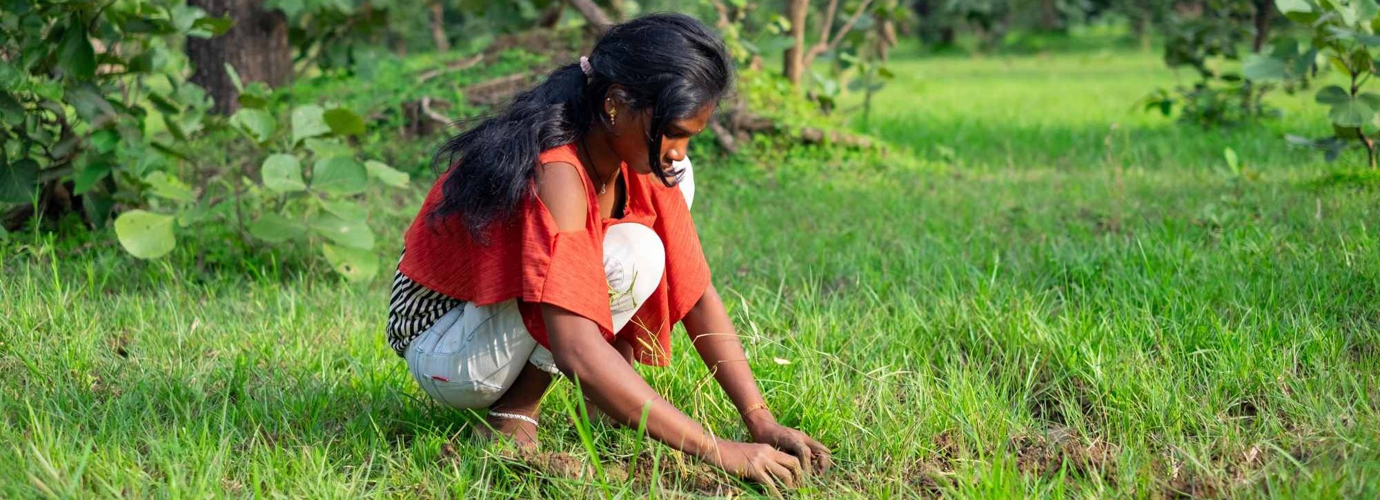 Agroforestry