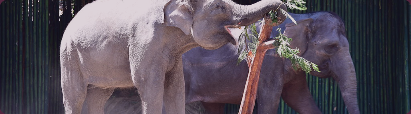 Human-Elephant Conflict Prevention